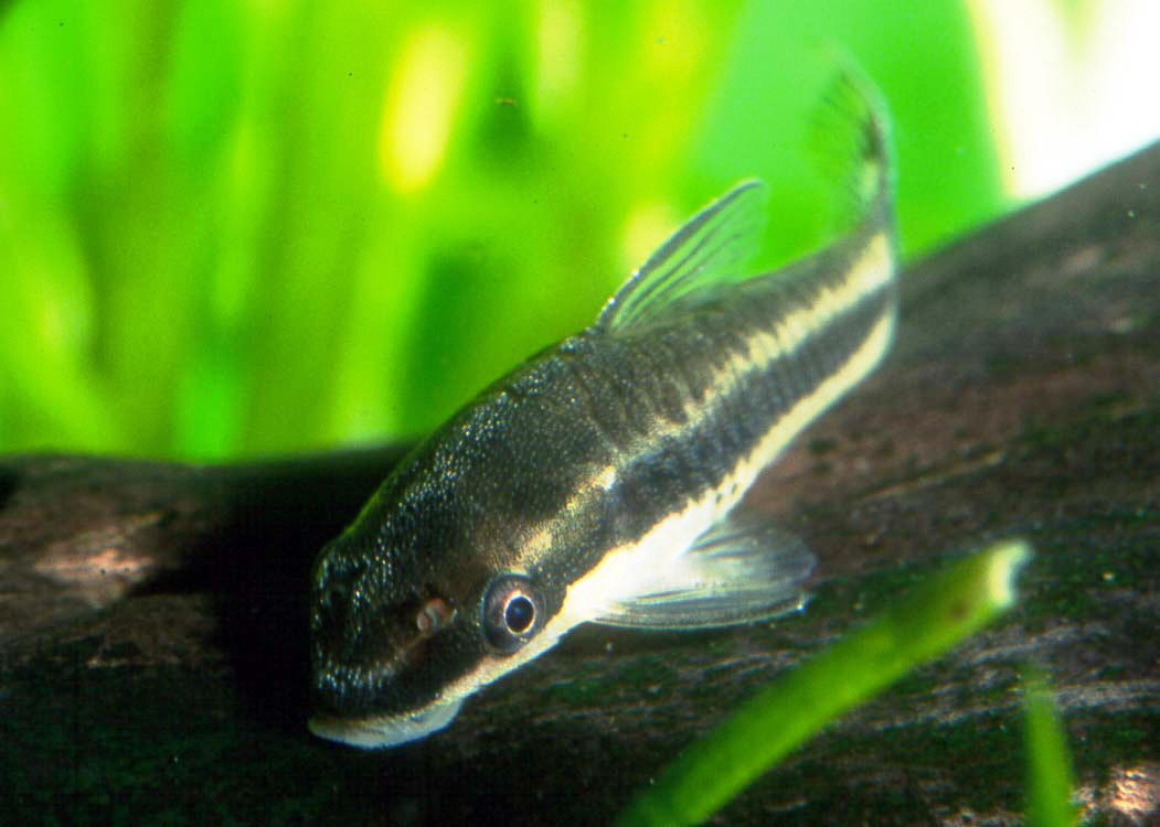 Otocinclus affinis